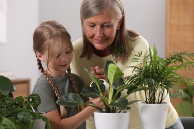 Photo of Grandmother with her granddaughter watering houseplants together at home