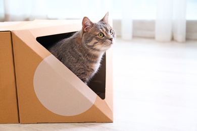 Photo of Cute gray tabby cat inside cardboard box in room, space for text. Lovely pet