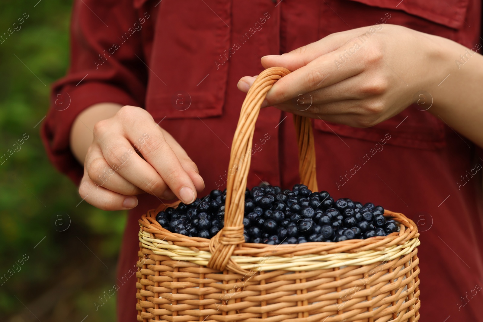 Photo of Woman putting bilberry into wicker basket outdoors, closeup