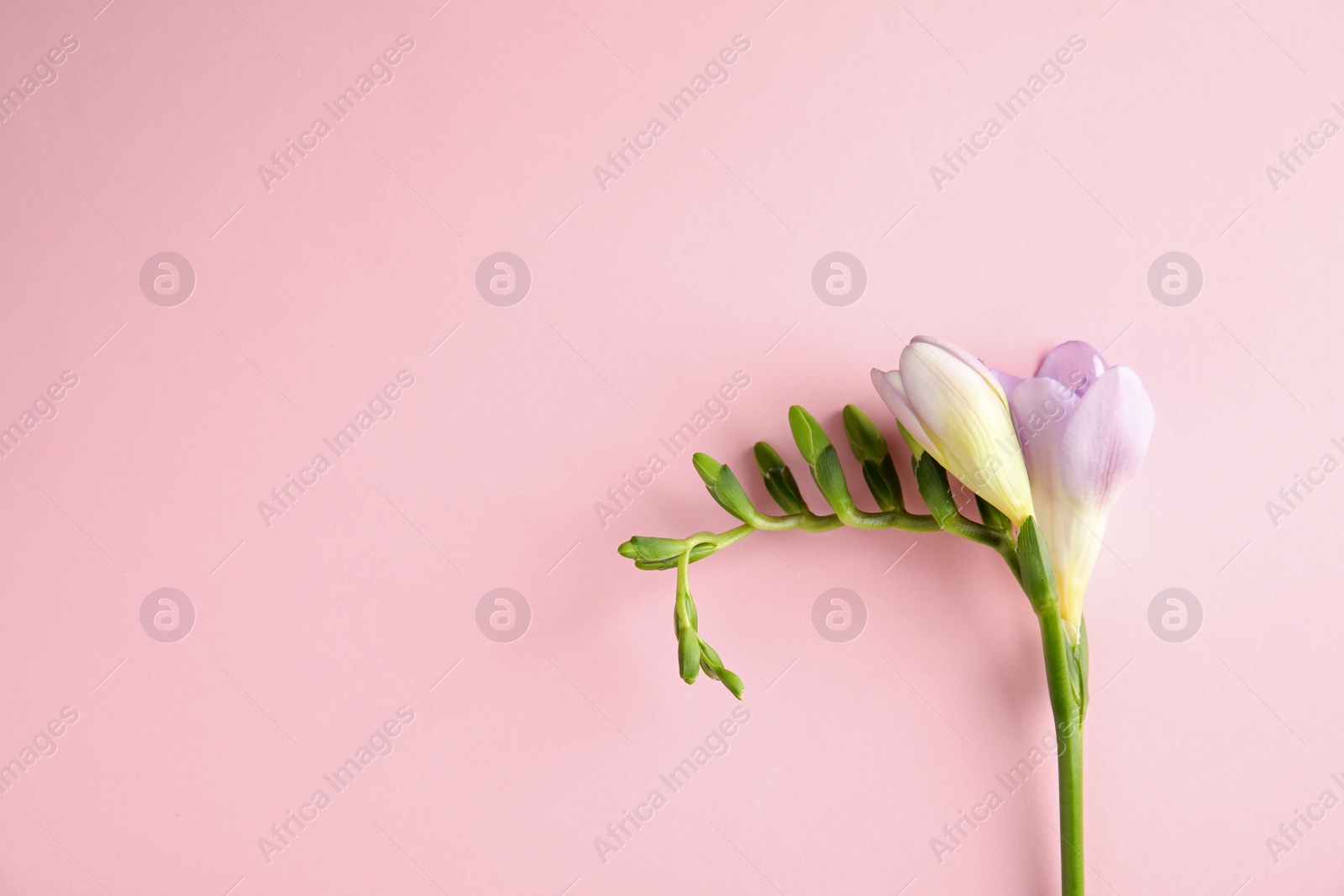 Photo of Beautiful freesia with fragrant flowers on color background, top view. Space for text