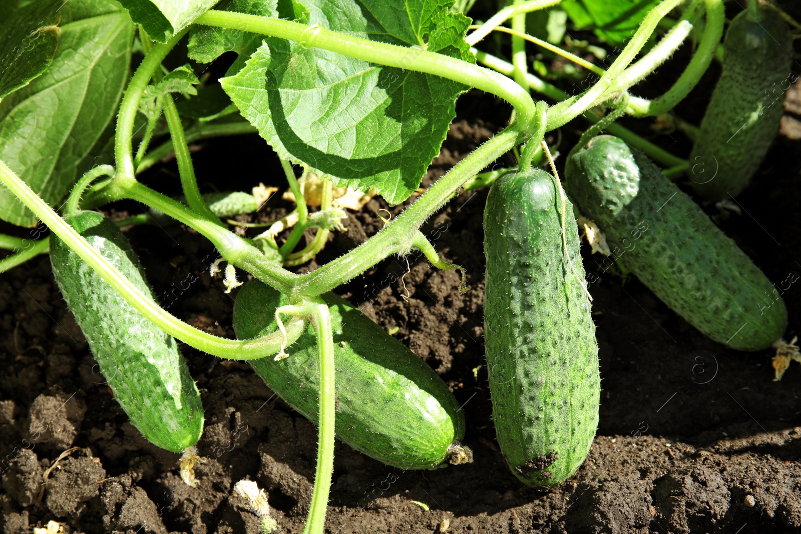 Photo of Green plant with ripe cucumbers in garden on sunny day