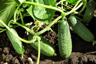 Green plant with ripe cucumbers in garden on sunny day