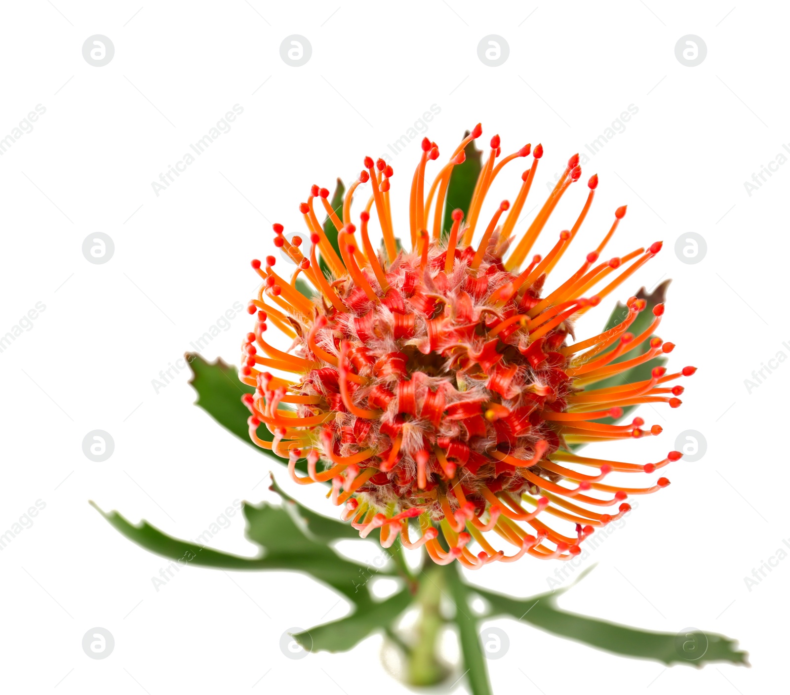 Photo of Beautiful protea flower on white background. Tropical plant