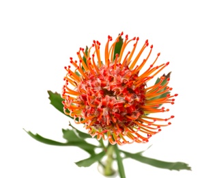 Photo of Beautiful protea flower on white background. Tropical plant