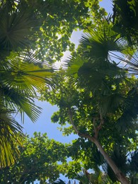 Photo of Beautiful tropical trees with green leaves against blue sky, bottom view