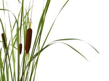 Photo of Beautiful reeds with catkins on white background