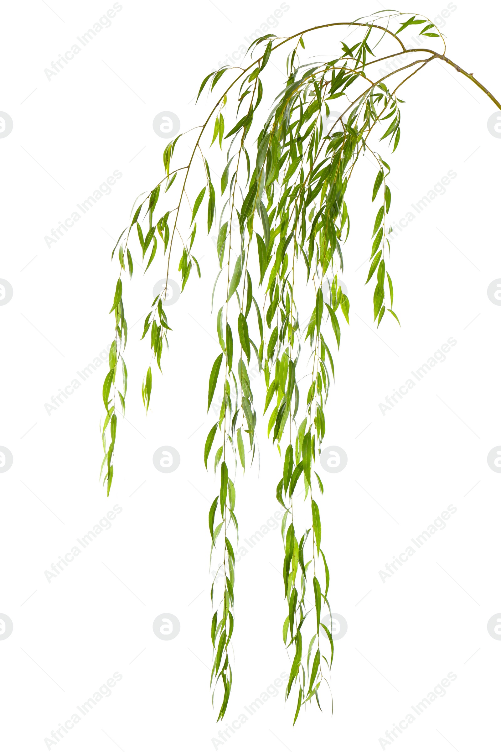 Photo of Beautiful willow tree branches with green leaves on white background