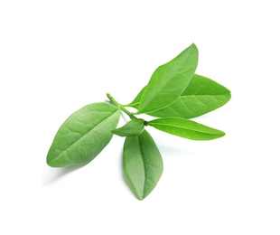 Photo of Beautiful spring green leaves on white background