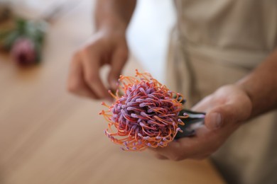 Photo of Florist with beautiful leucospermum flower in workshop, closeup