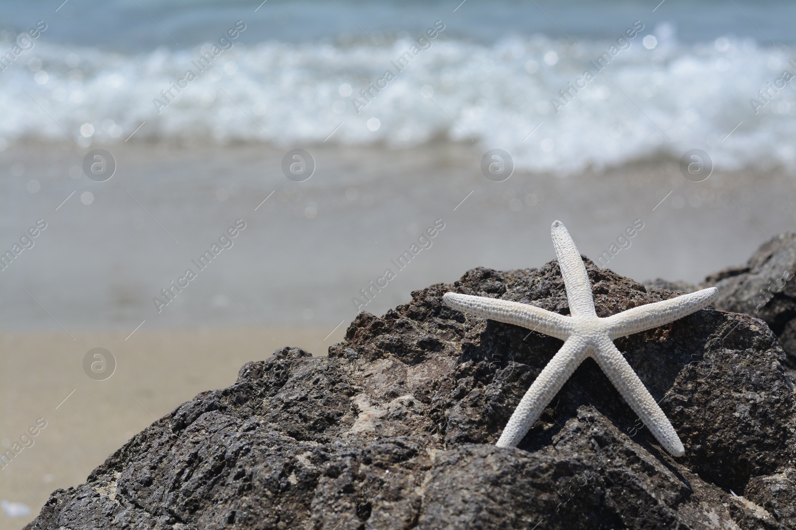 Photo of Beautiful starfish on black stone near sea, space for text