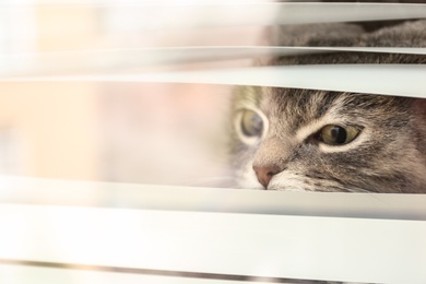 Photo of Cute tabby cat looking outside through window with blinds