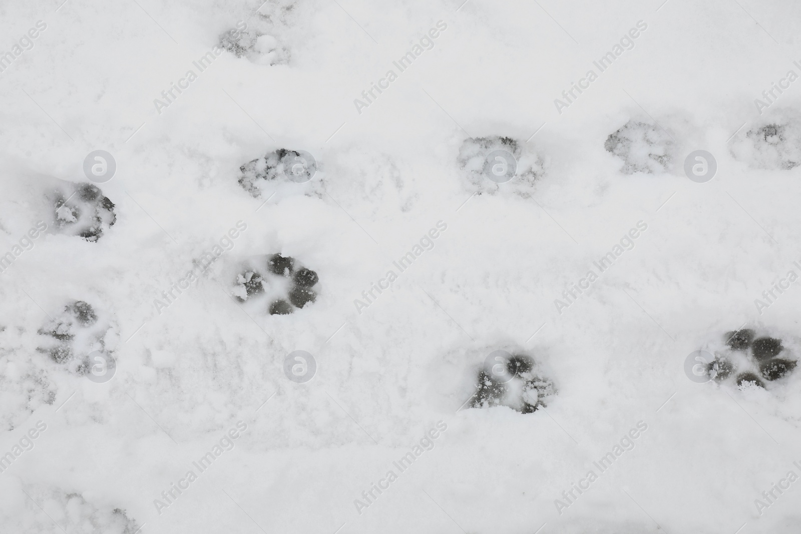 Photo of Animal trails on snow outdoors, top view