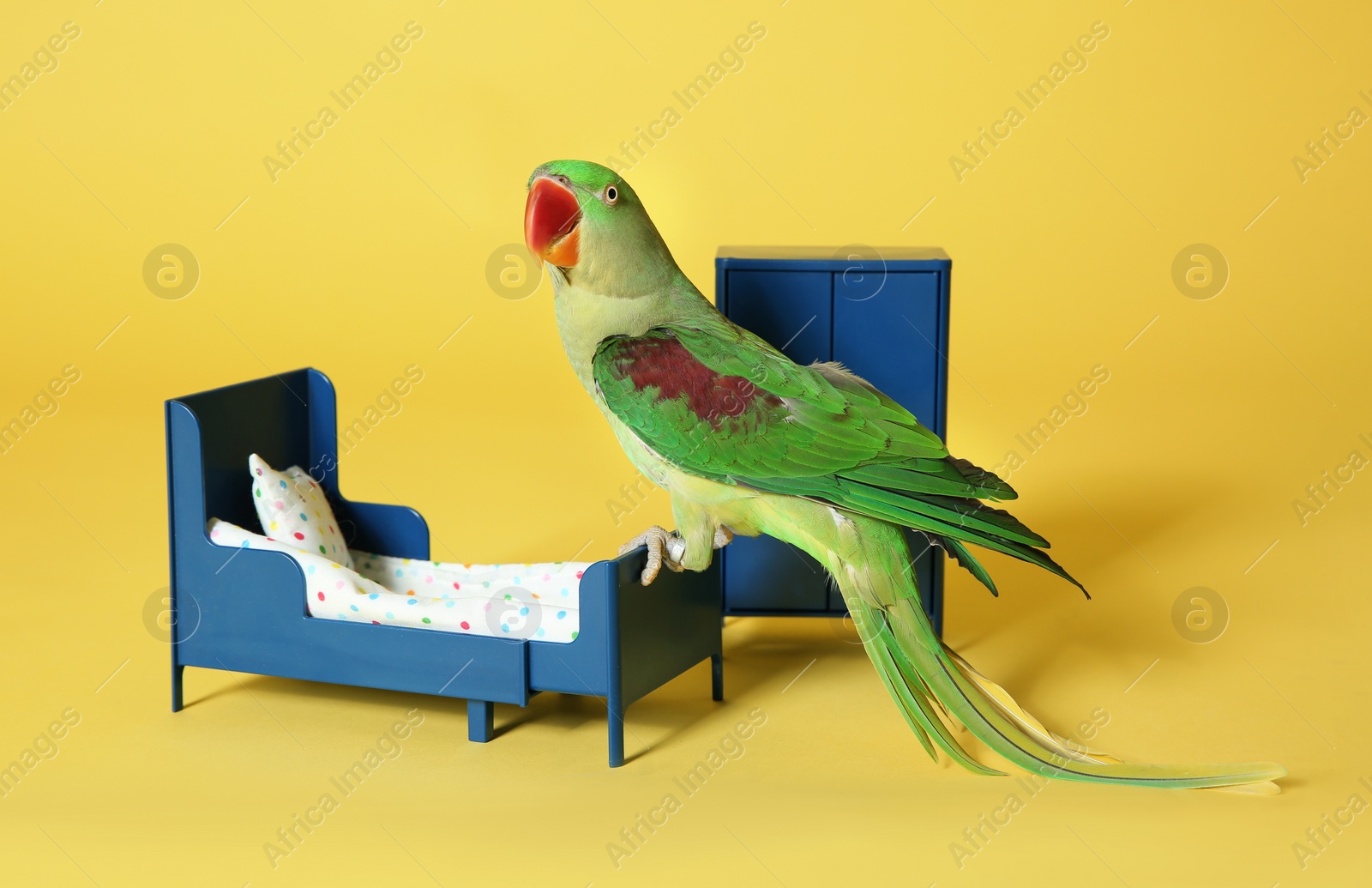 Photo of Beautiful Alexandrine Parakeet in toy bedroom on yellow background