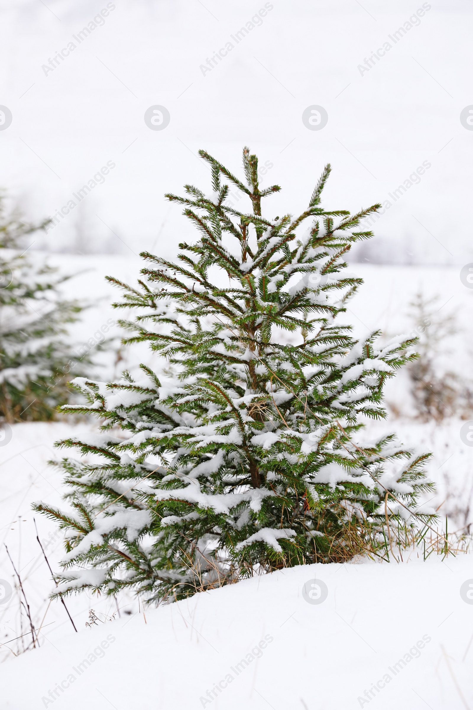 Photo of Beautiful view of fir tree covered with snow outdoors. Winter landscape