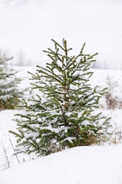 Beautiful view of fir tree covered with snow outdoors. Winter landscape