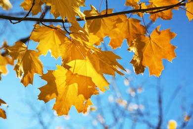 Autumn leaves against blue sky on sunny day