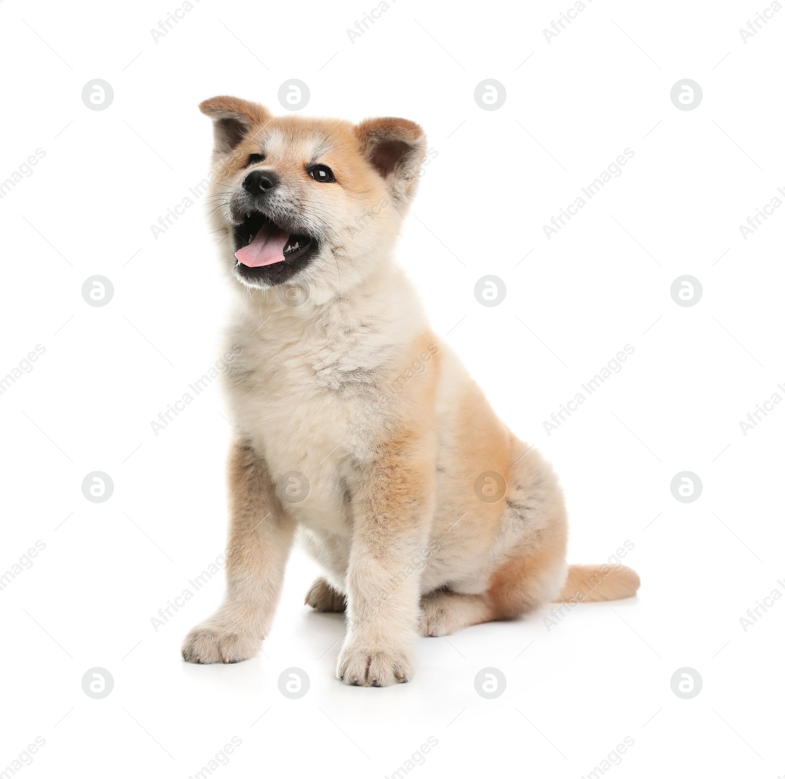 Photo of Adorable Akita Inu puppy on white background