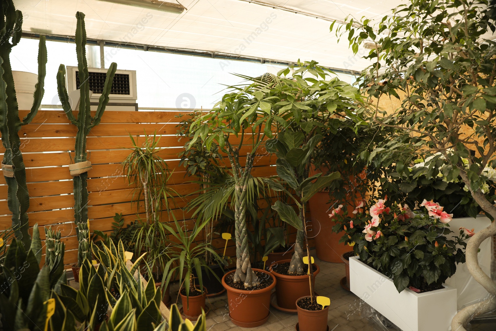 Photo of Garden center with many different potted plants