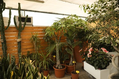 Garden center with many different potted plants