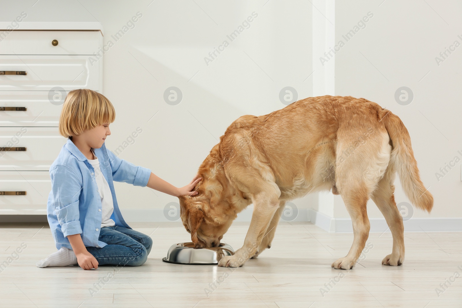 Photo of Cute little child feeding Golden Retriever at home. Adorable pet