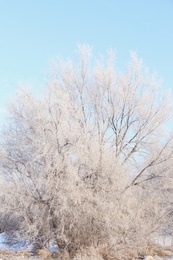 Photo of Tree covered with hoarfrost outdoors on winter morning