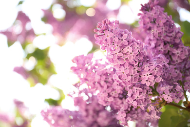 Photo of Closeup view of beautiful blossoming lilac shrub outdoors