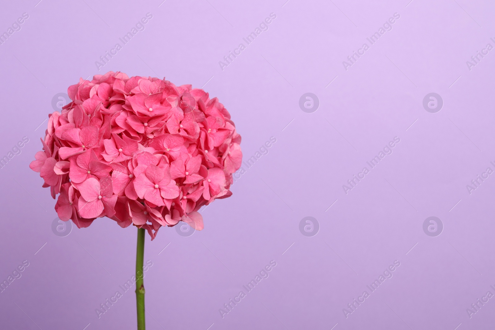 Photo of Delicate pink hortensia flowers on violet background, space for text