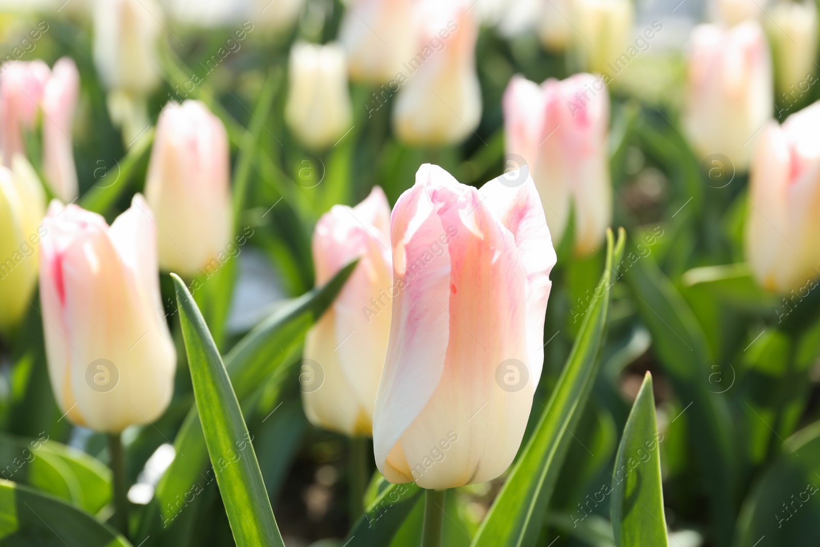 Photo of Beautiful blooming tulips outdoors on sunny day