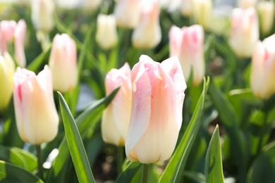 Beautiful blooming tulips outdoors on sunny day