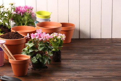 Time for transplanting. Many terracotta pots, soil, flowers and tools on wooden table. Space for text