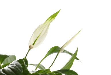 Photo of Flower and leaves of peace lily isolated on white