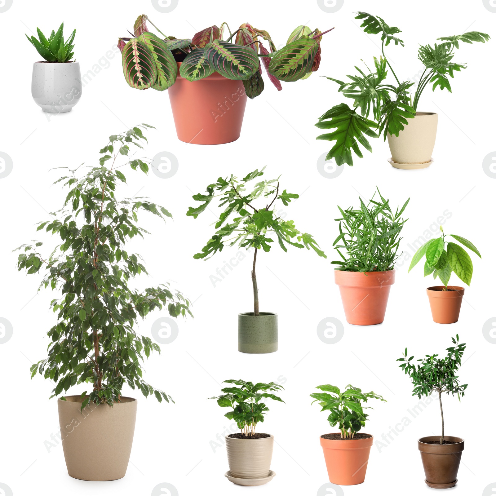 Image of Set of different houseplants in flower pots on white background