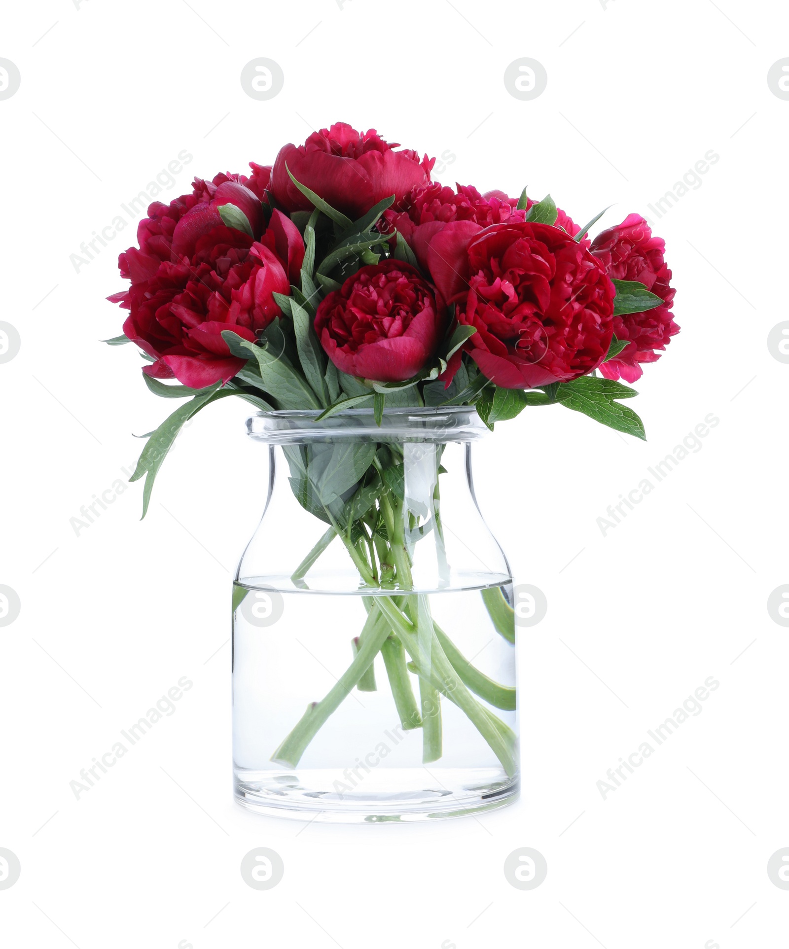 Photo of Bouquet of beautiful red peonies in glass jar isolated on white