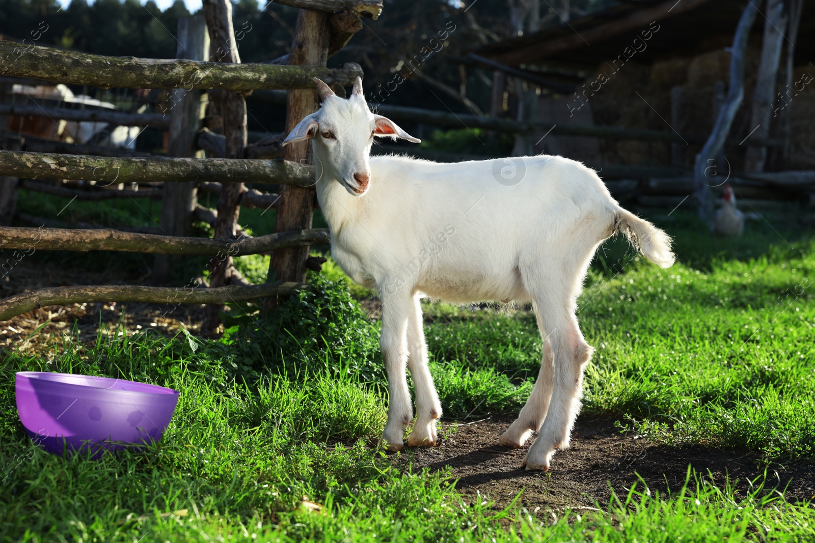 Photo of Cute goat at farm on sunny day