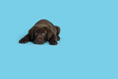 Photo of Cute chocolate Labrador Retriever puppy lying on light blue background, space for text