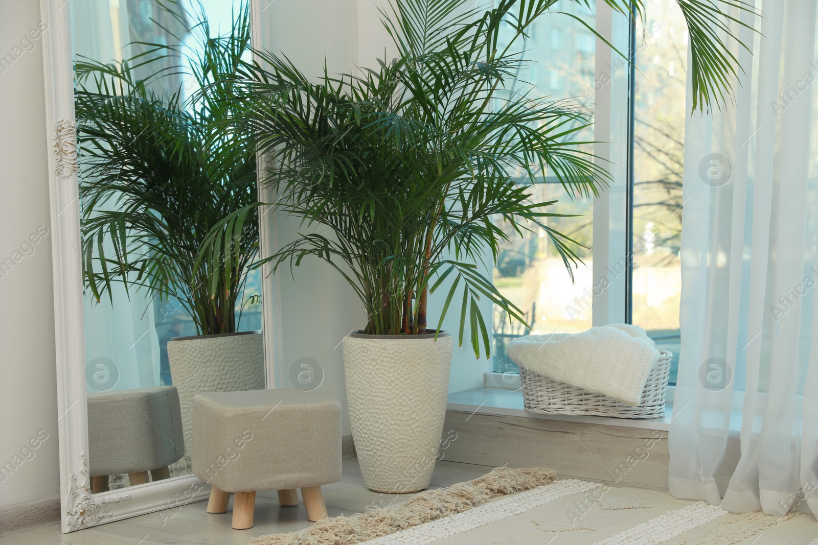 Photo of Beautiful green houseplant, mirror and ottoman near window indoors. Interior design