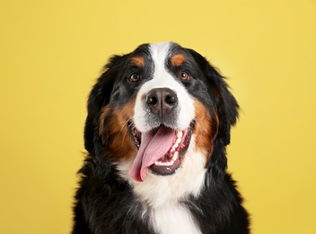 Photo of Funny Bernese mountain dog on color background