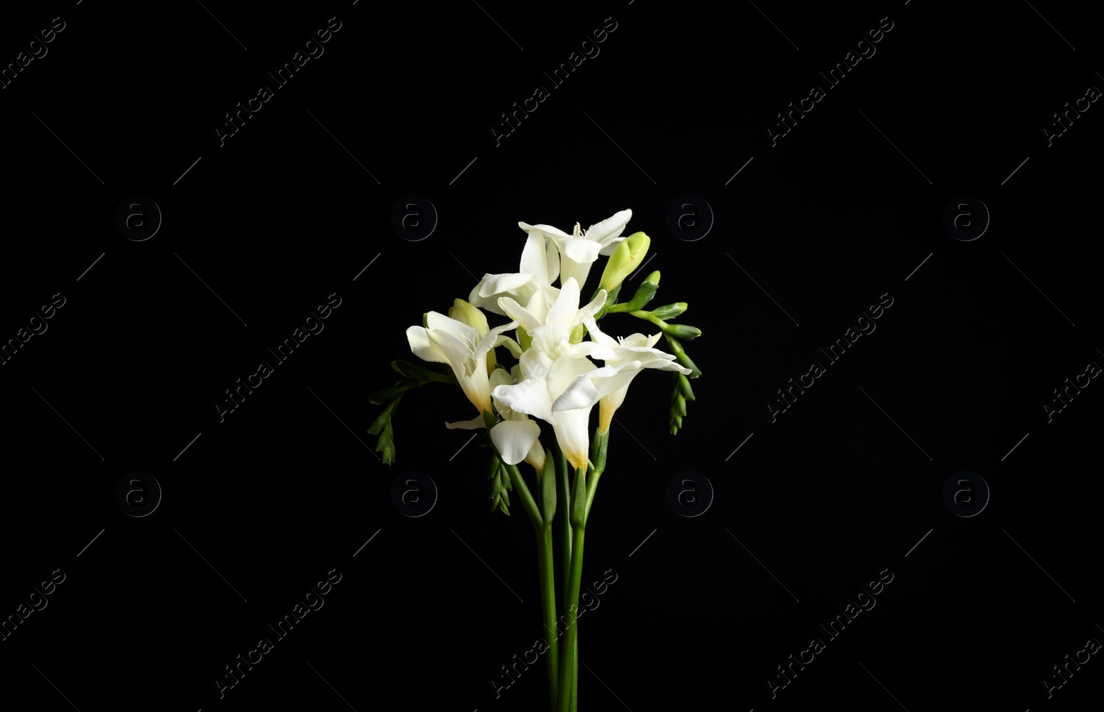 Photo of Beautiful white freesia flowers on black background