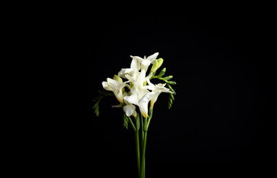 Photo of Beautiful white freesia flowers on black background