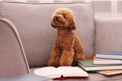 Cute Maltipoo dog with books on armchair indoors. Lovely pet