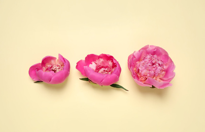 Beautiful pink peonies on beige background, flat lay