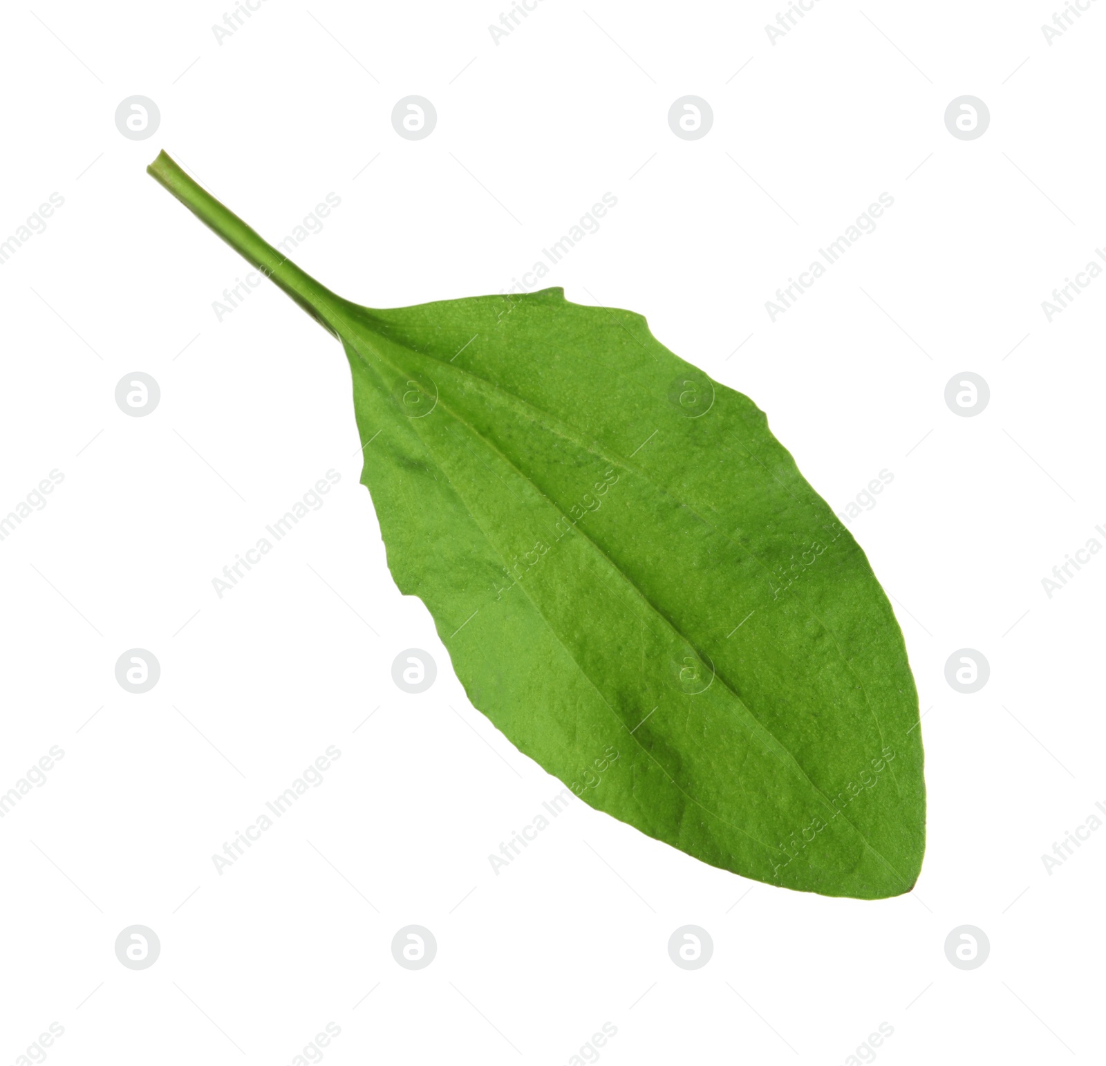 Photo of Fresh green broadleaf plantain leaf isolated on white