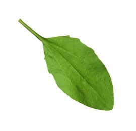 Photo of Fresh green broadleaf plantain leaf isolated on white