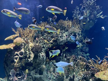 Photo of Many different exotic fishes swimming among corals in aquarium