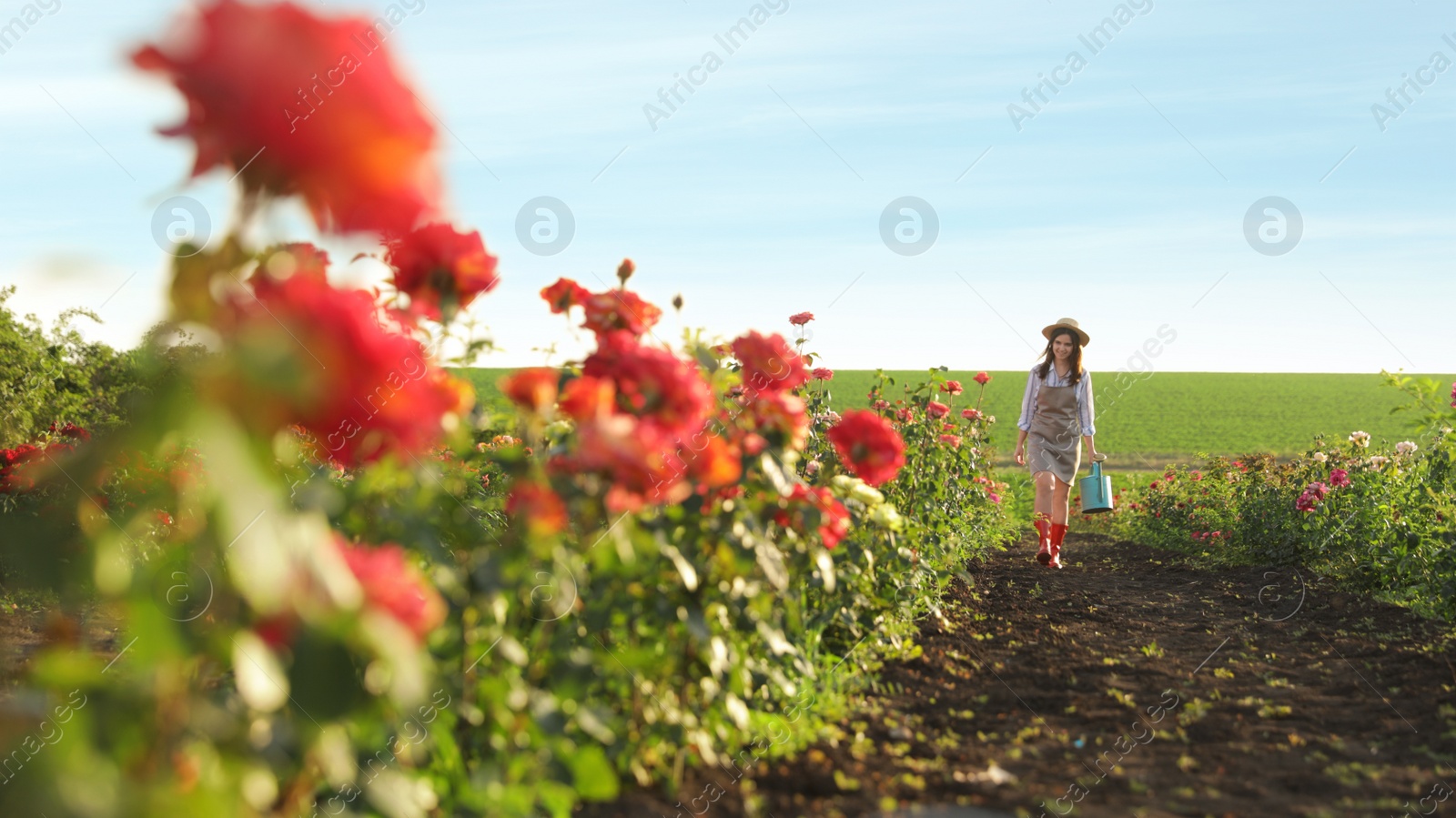 Photo of Woman with watering can walking near rose bushes outdoors. Gardening tool