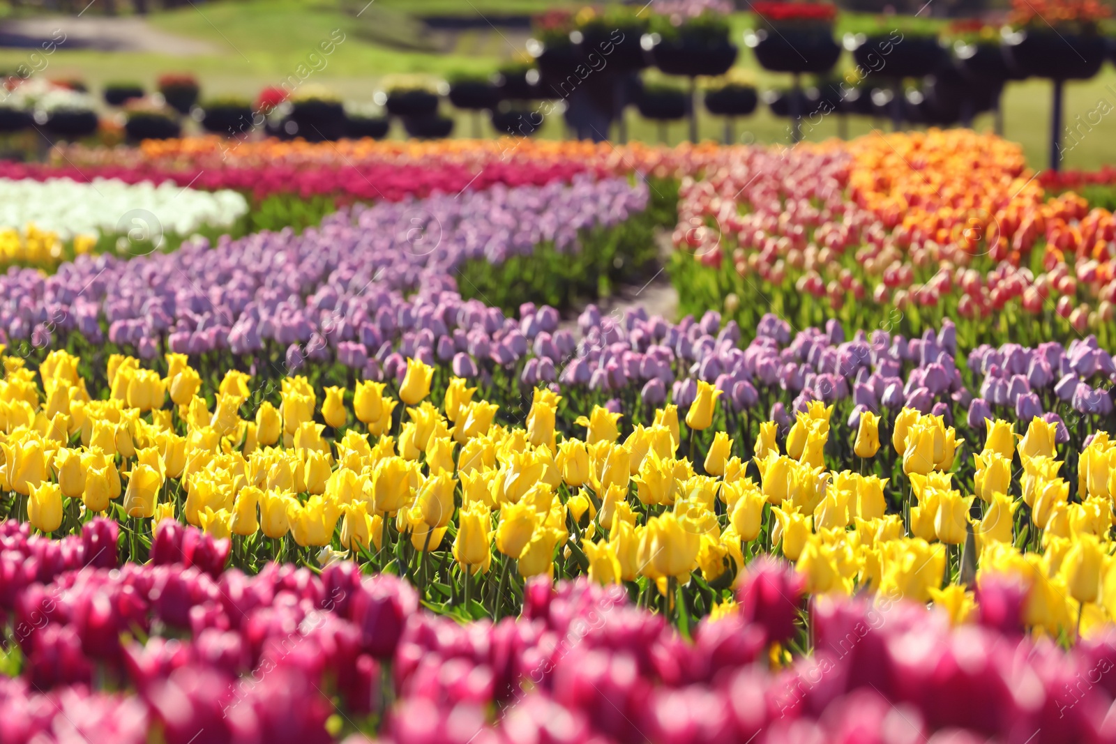 Photo of Beautiful view of field with blossoming tulips on sunny day