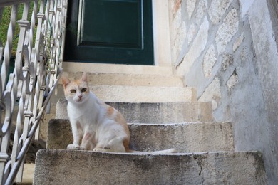Photo of Adorable cat sitting on stairs outdoors, space for text