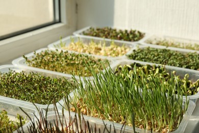 Photo of Different microgreens growing in containers on window sill indoors, closeup