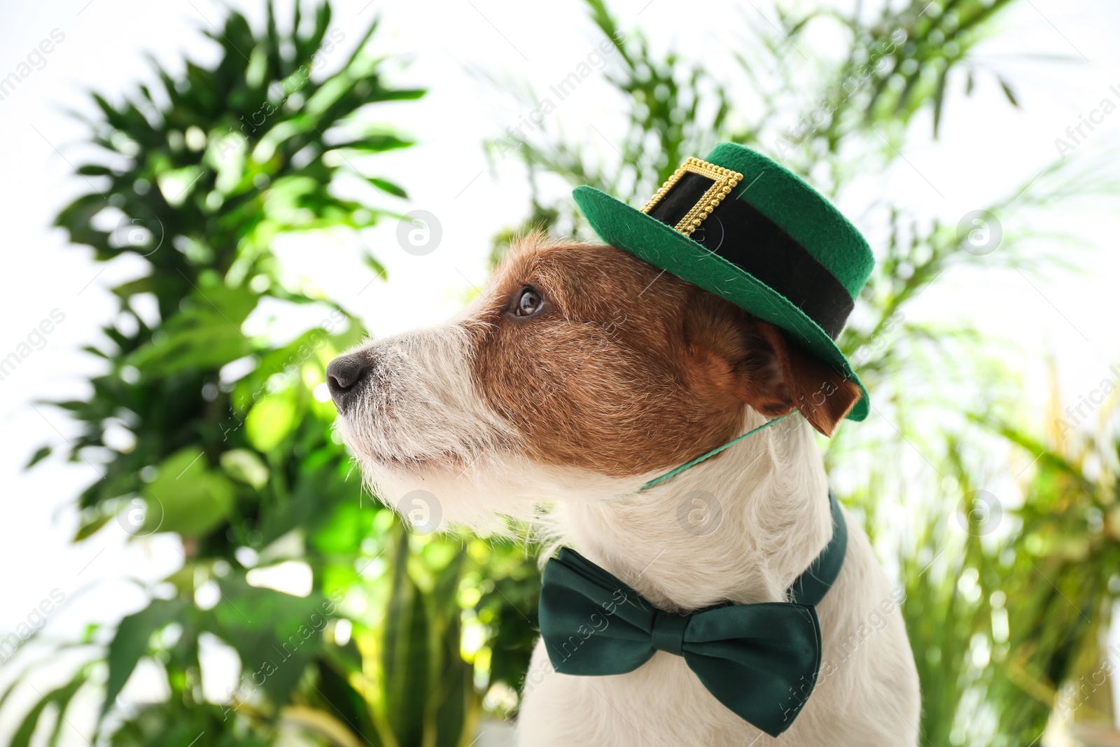 Photo of Jack Russell terrier with leprechaun hat and bow tie outdoors. St. Patrick's Day