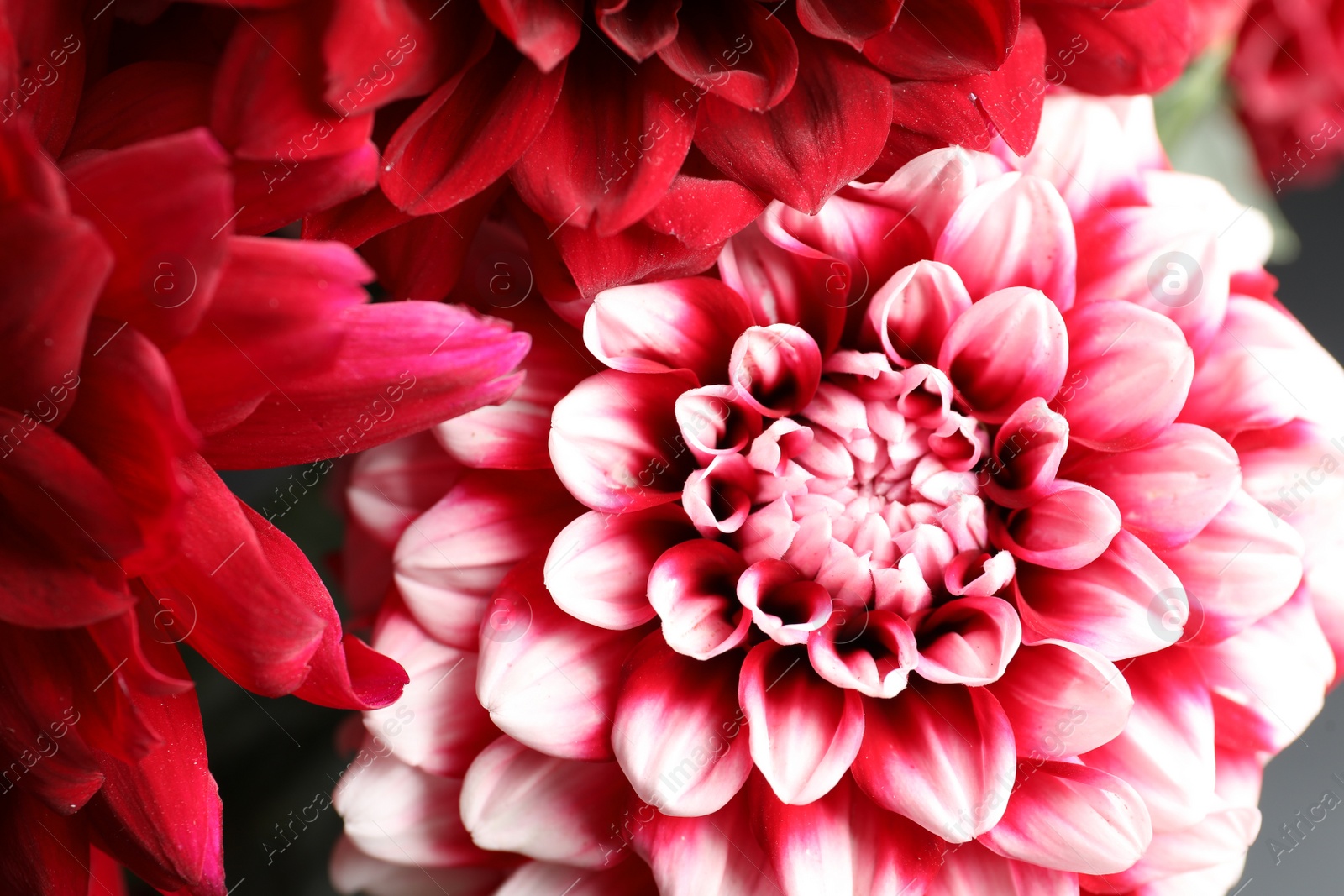 Photo of Beautiful blooming dahlia flowers as background, closeup